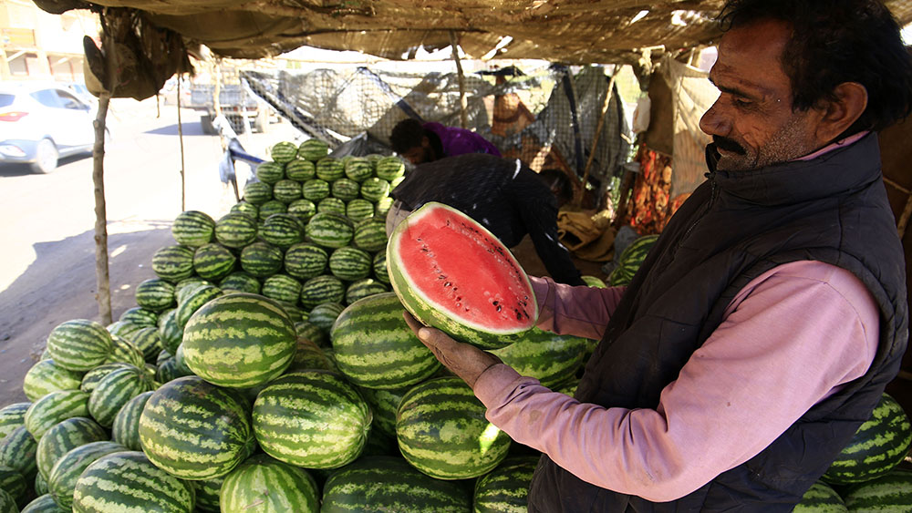 بيع ثمار البطيخ في الخرطوم